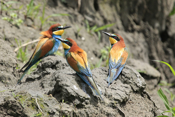 Superbes images d'oiseaux