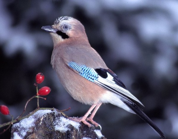 Superbes images d'oiseaux