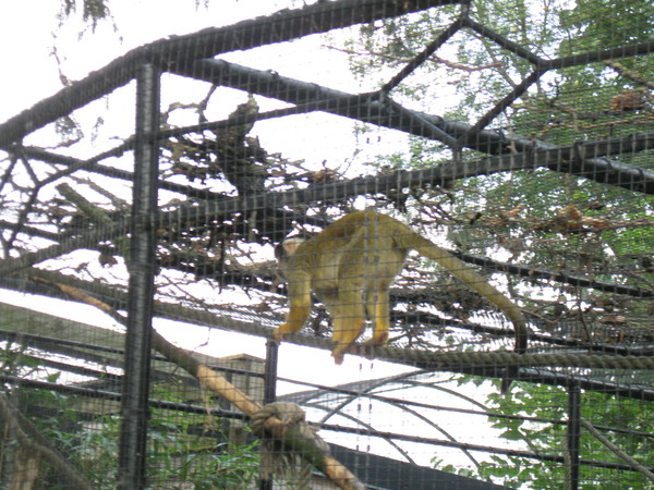 Zoo d'Amiens-2012