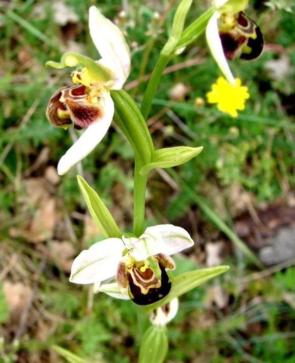 Fleurs d' Orchidées