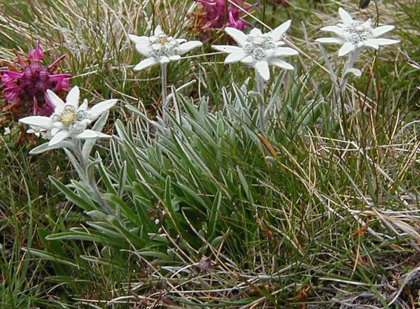 Paysages -Printemps -Eté