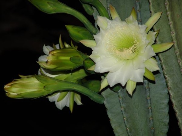 Fleurs de Cactus