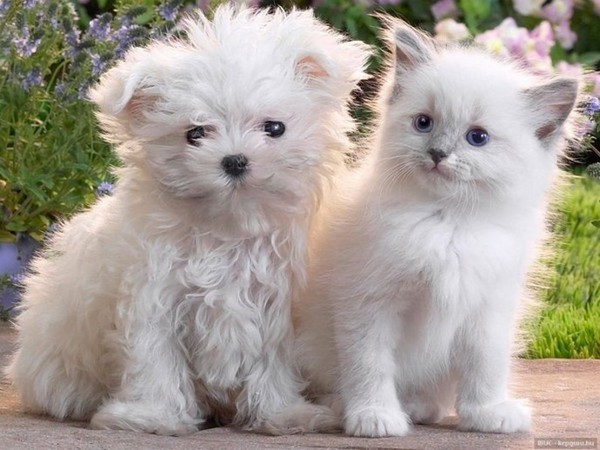 Belles images de Chiens et chats