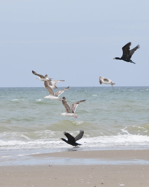 Plage du Nord - Pas de Calais