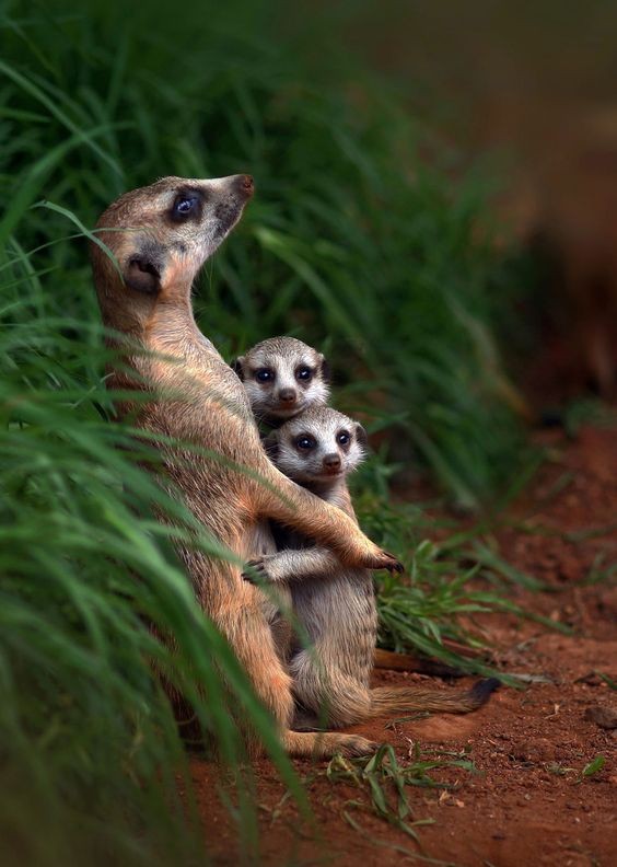 Belle famille