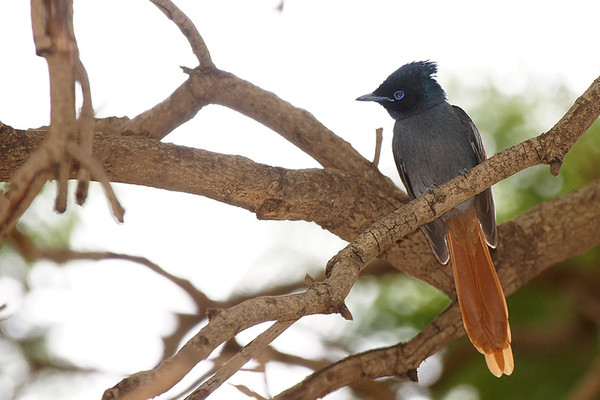 Superbes images d'oiseaux