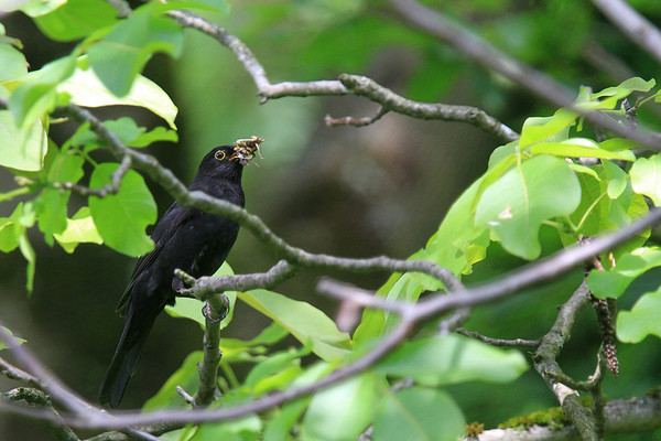 Superbes images d'oiseaux