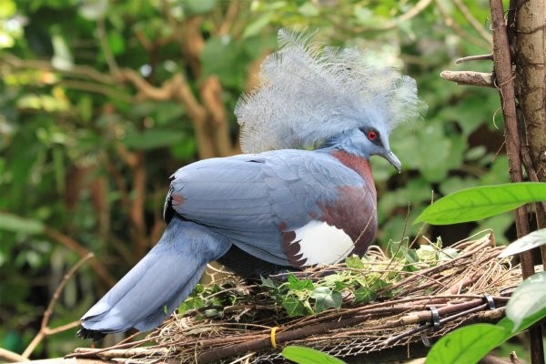 Superbe image d'oiseaux