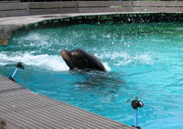 Zoo d'Amiens -2012