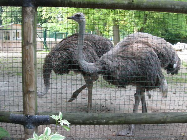 Zoo d'Amiens-2012