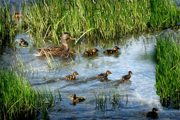 Belle famille