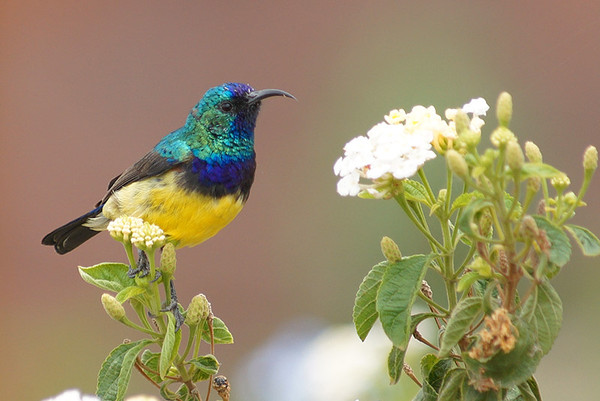 Superbes images d'oiseaux