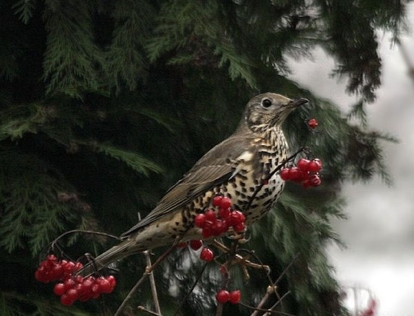 Superbes images d'oiseaux