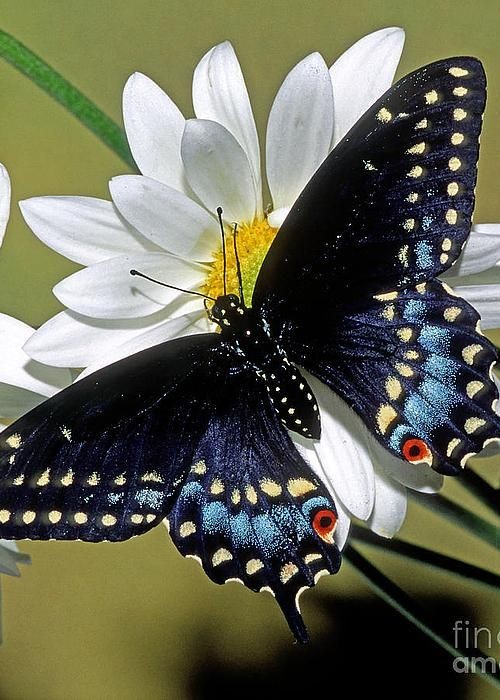 Superbe papillon