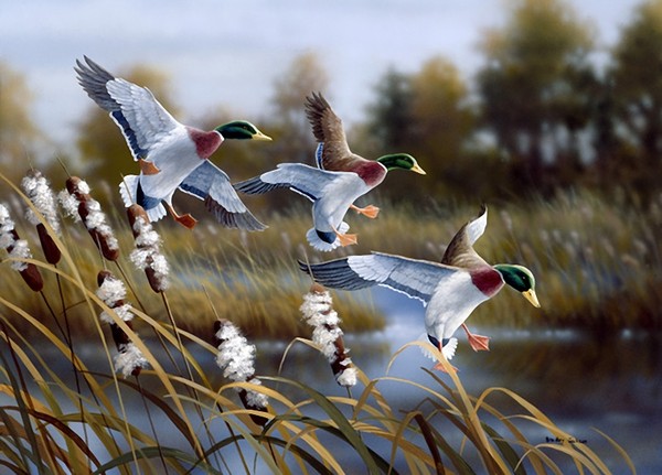 Superbe peinture d'oiseaux de Bradley Jackson