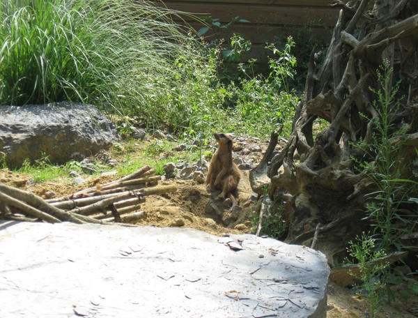 Zoo d' Amiens- 2012