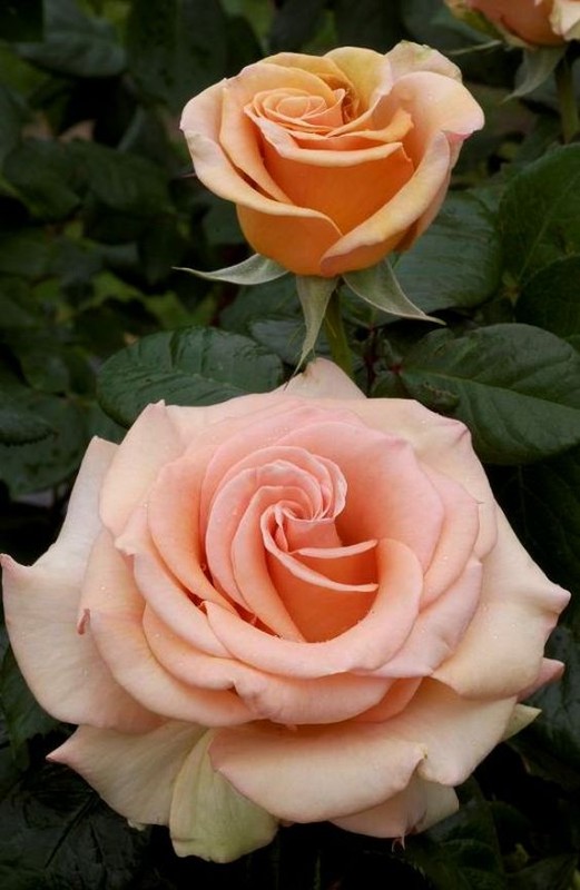 Que des belles roses!!