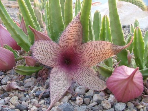 Fleurs de Cactus