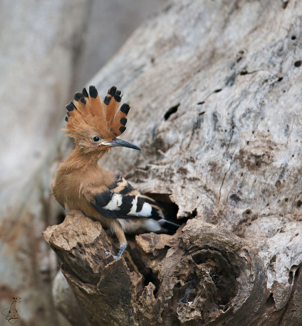 Superbe image d'oiseaux