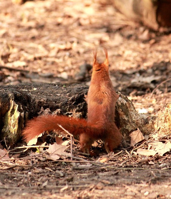 Belles images d'écureuils