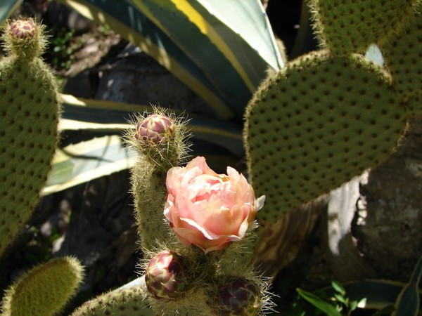 Fleurs de Cactus