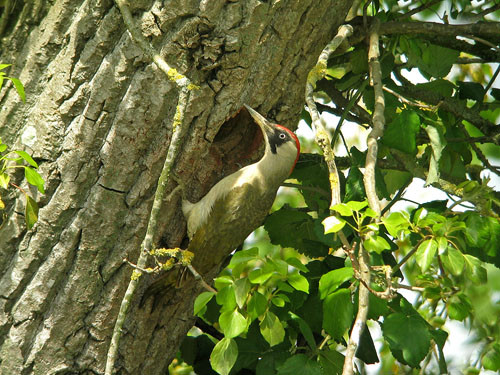 Superbes images d'oiseaux