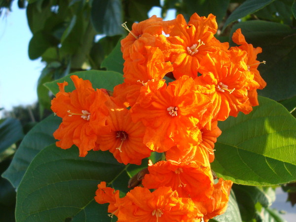 Fleurs et paysages ( printemps-été)