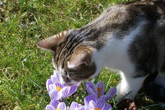 Belles images de Chiens et chats