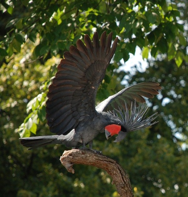 Superbe image d'oiseaux