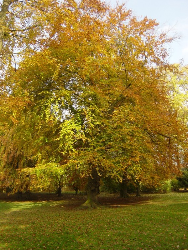 Couleurs et parfums d'Automne