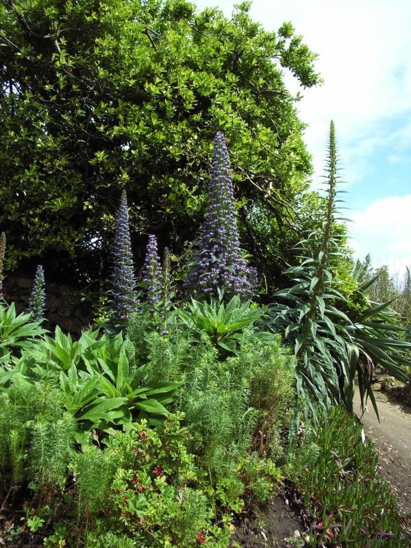 Jardin exotique Roscoff