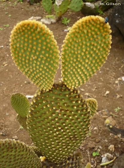 Fleurs de Cactus