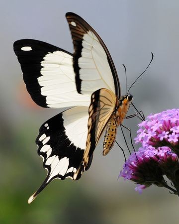 Superbe  papillon 