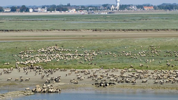 Plage de Picardie