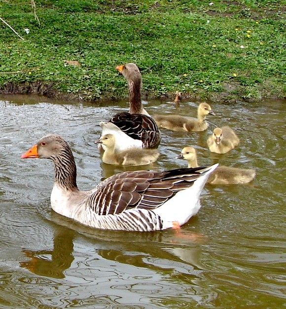 Belle famille