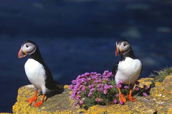 Superbes images d'oiseaux