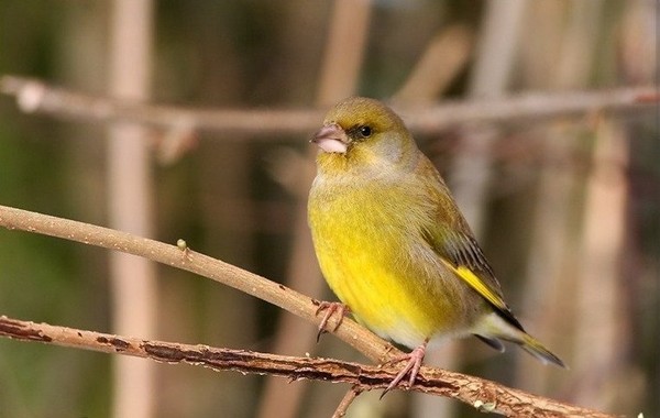 Superbes images d'oiseaux