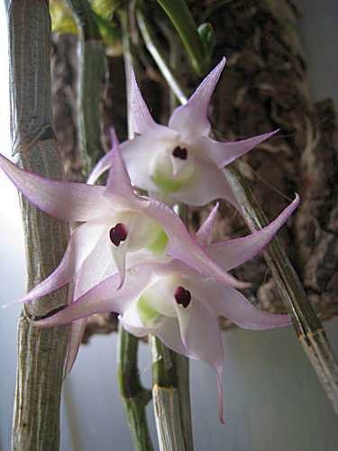 Fleurs d' Orchidées