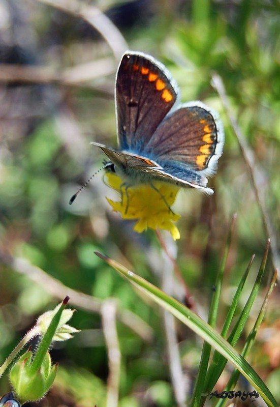 Superbes papillons