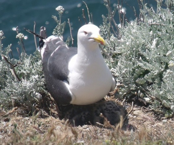 Superbes images d'oiseaux