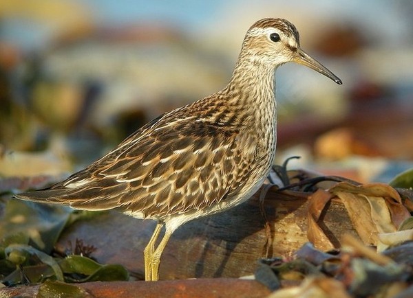 Superbes images d'oiseaux