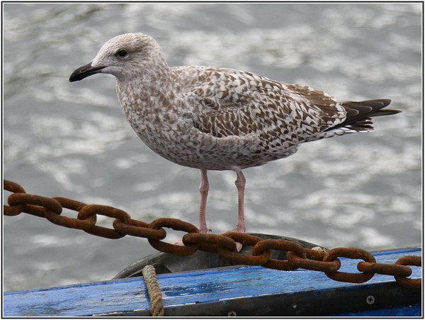 Superbes images d'oiseaux