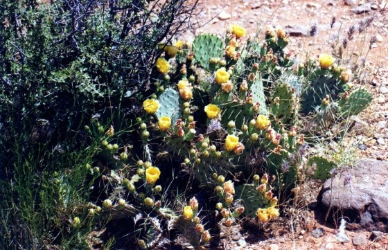 Fleurs de Cactus