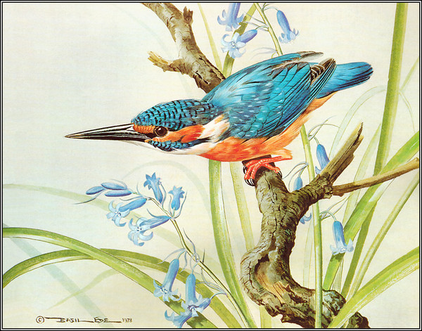 Superbes peintures d'oiseaux