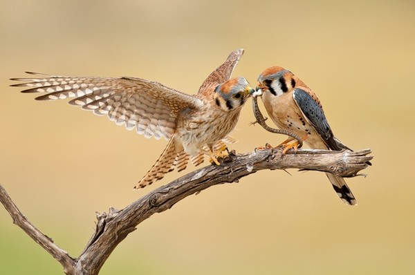 Superbe image d' oiseaux