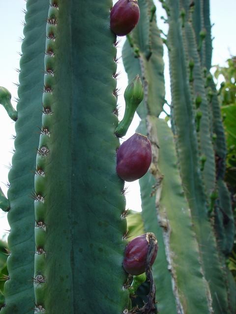 Fleurs de Cactus