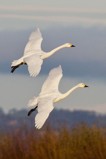 Image d'oiseaux