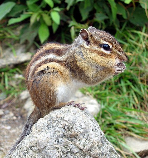 Belles images d'écureuils