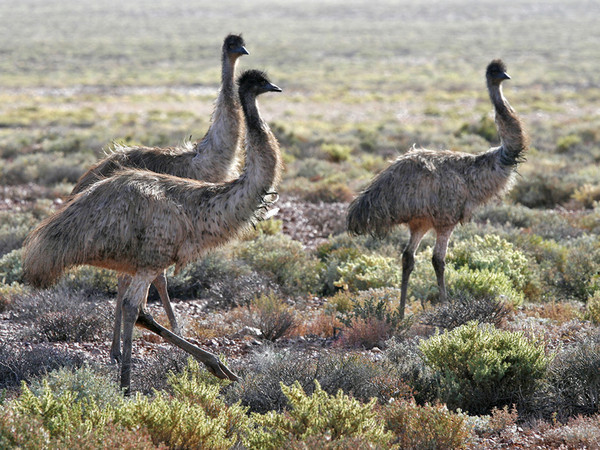 Superbes images d'oiseaux