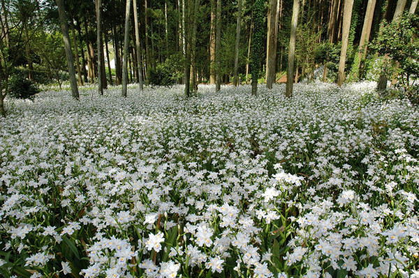 Sous bois au printemps